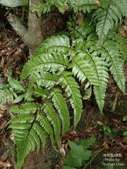 Dryopteris sordidipes