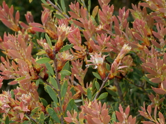 Melaleuca deanei