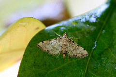 Choreutis achyrodes