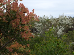 Melaleuca deanei