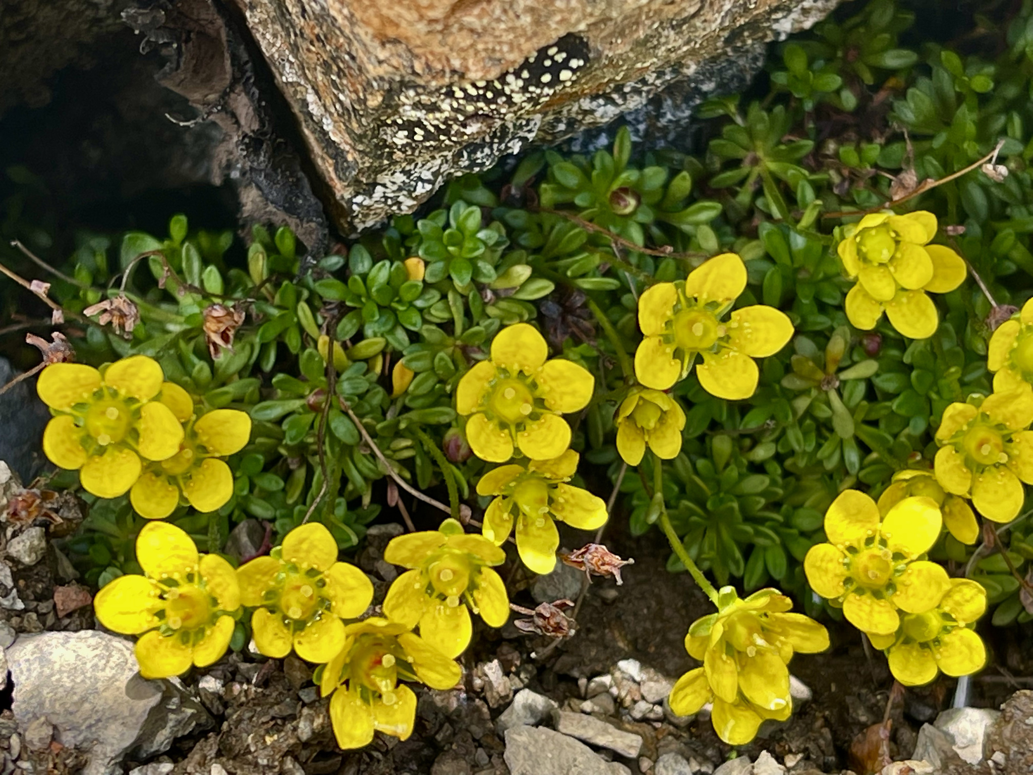 Saxifraga serpyllifolia