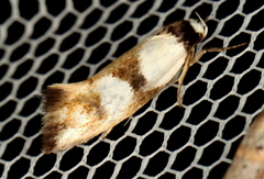 Antipterna trilicella