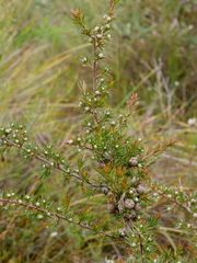 Leptospermum arachnoides