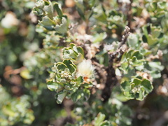 Olearia obcordata