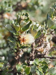 Olearia obcordata