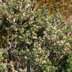 Olearia obcordata
