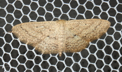 Scopula hypochra