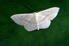 Choreutis achyrodes