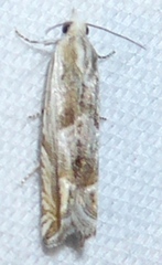 Eucosma apacheana