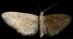 Eupithecia palpata