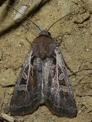 Euxoa divergens