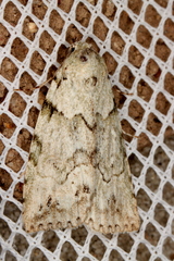 Calathusa basicunea