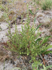 Cliffortia polygonifolia