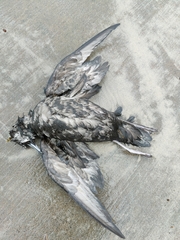 Ardenna tenuirostris