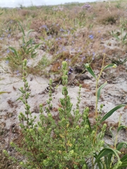Cliffortia polygonifolia