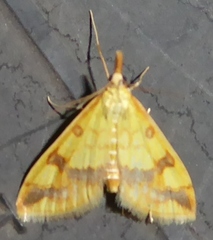 Choristostigma plumbosignalis