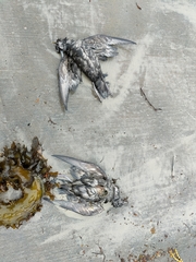 Ardenna tenuirostris