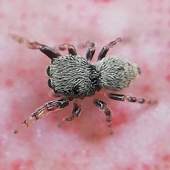 Salticidae