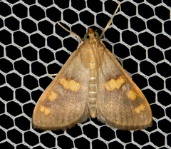 Rehimena surusalis