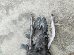 Ardenna tenuirostris