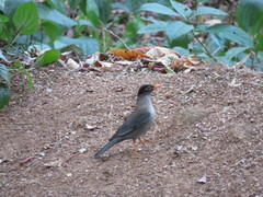 Turdus simillimus