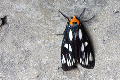 Choreutis achyrodes
