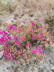 Lampranthus stenopetalus