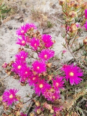 Lampranthus stenopetalus