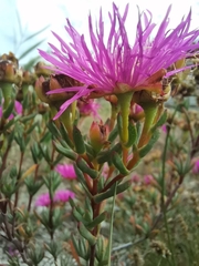 Lampranthus stenopetalus