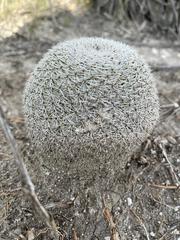 Mammillaria albilanata