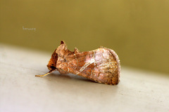 Choreutis achyrodes
