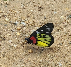 Delias pasithoe