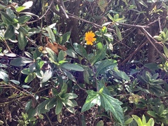 Sphagneticola trilobata