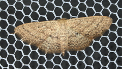 Scopula hypochra