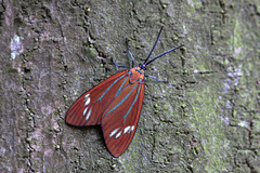 Choreutis achyrodes