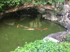 Cyprinus rubrofuscus