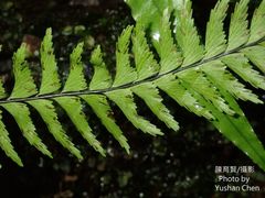 Hymenasplenium unilaterale
