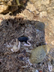 Dendrodoris arborescens