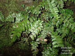 Bolbitis appendiculata