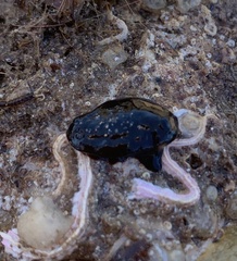 Dendrodoris arborescens