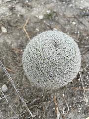Mammillaria albilanata