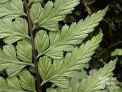 Asplenium cuneatiforme