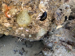 Dendrodoris arborescens