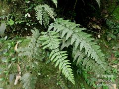 Asplenium cuneatiforme