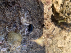 Dendrodoris arborescens