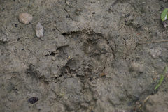 Lontra longicaudis