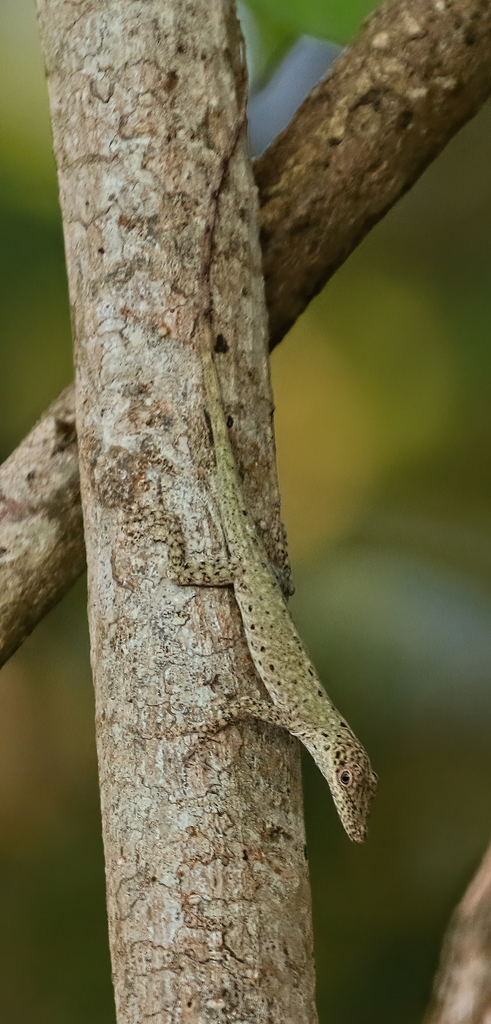 Veronica's Anole