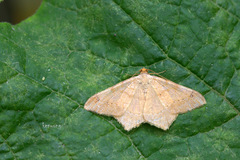 Choreutis achyrodes