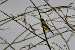 Tyrannus niveigularis