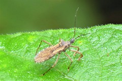 Rhachicephala dilatibia